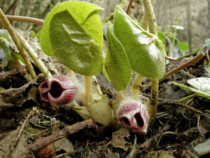 Asarum europaeum L.  /  Baccaro